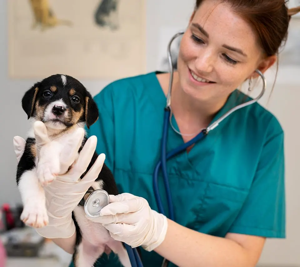 A veterinarian examining a rescued puppy