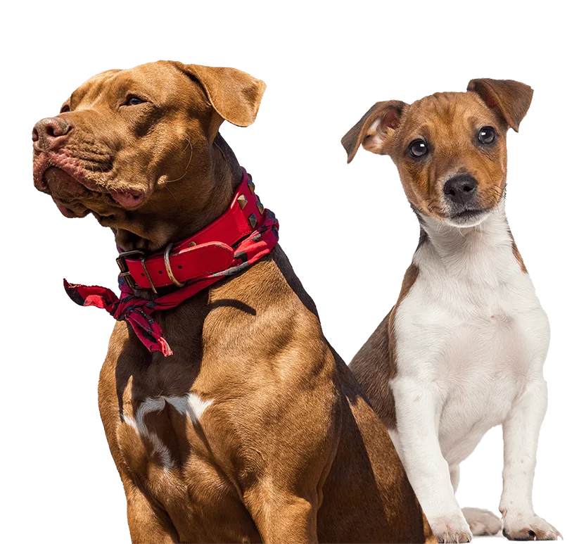 Two happy rescue dogs