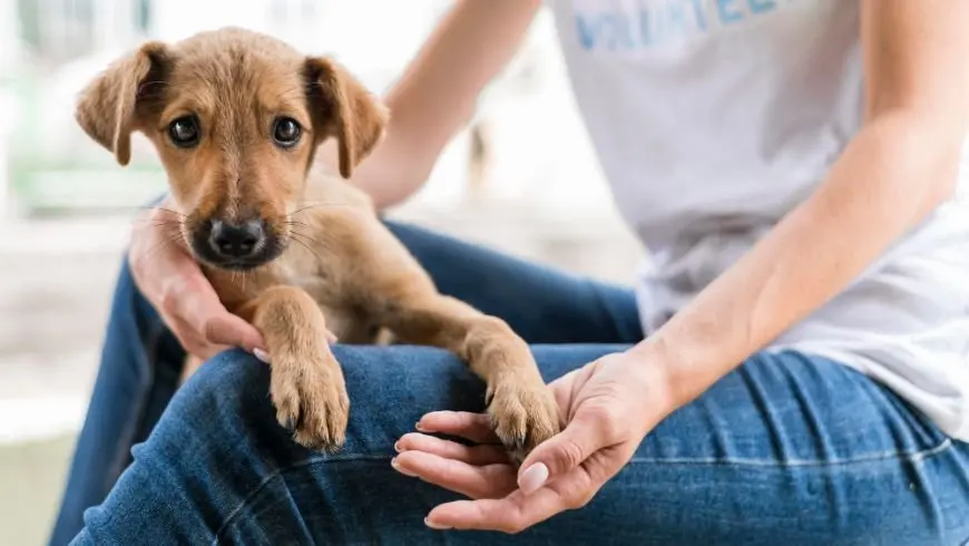 A puppy resting its paws in a foster parent's hands