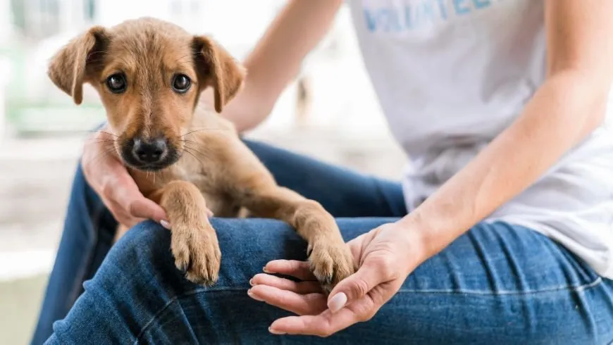 A puppy resting its paws in a foster parent's hands