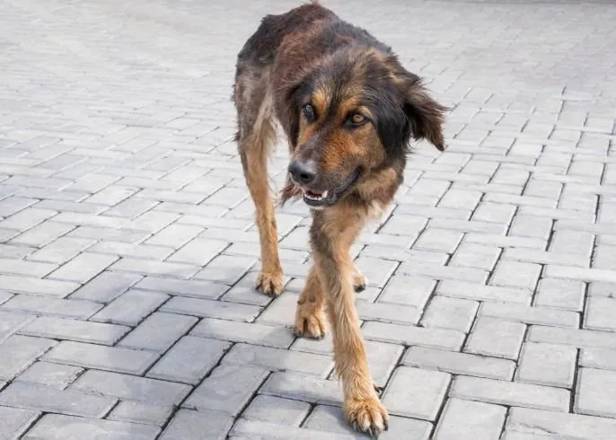 A stray dog walking alone on a paved street