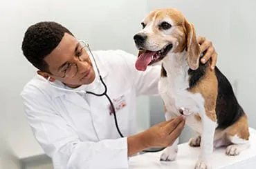 A veterinarian examining a happy beagle