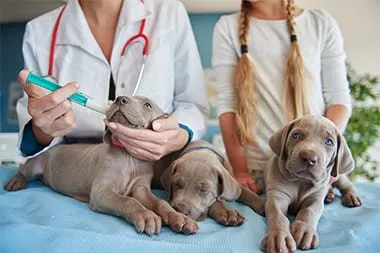 Rescue & Shelter