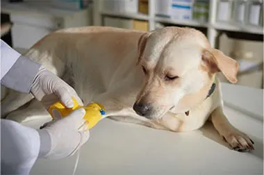 Food & Vaccinations